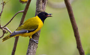 Black-headed Oriole