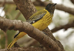 Black-headed Oriole