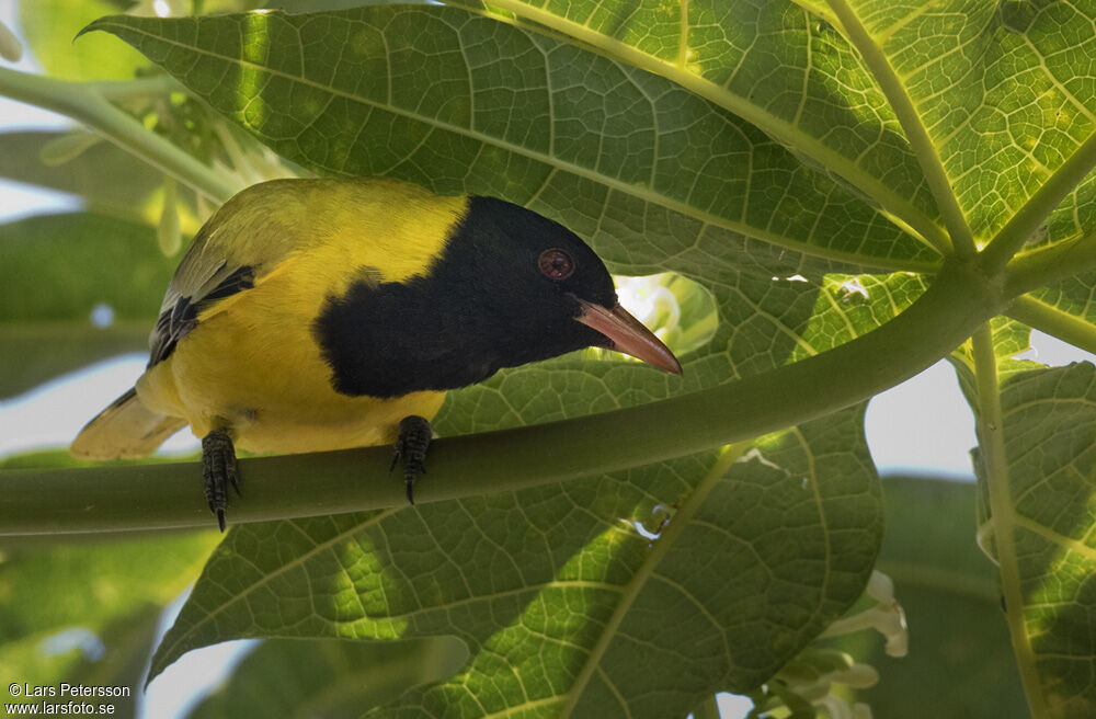 Black-headed Oriole