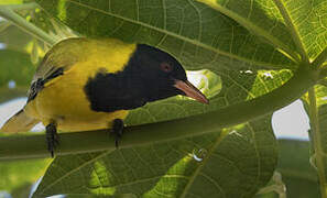 Black-headed Oriole