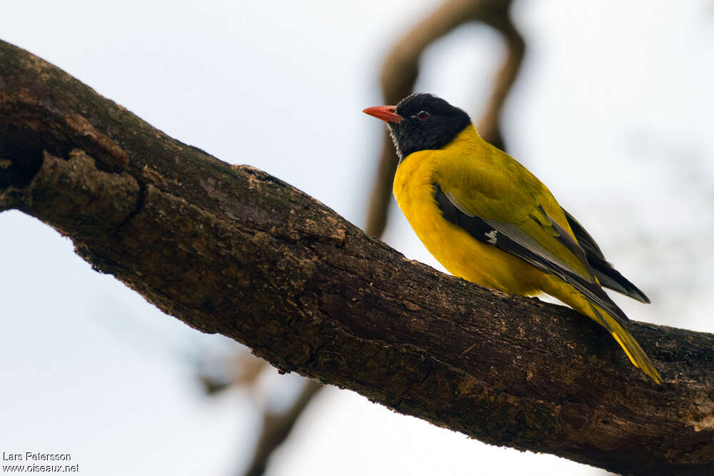 Ethiopian Orioleadult, identification