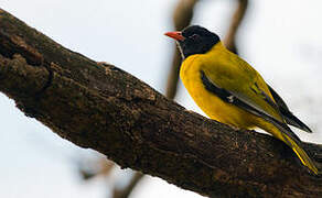 Ethiopian Oriole