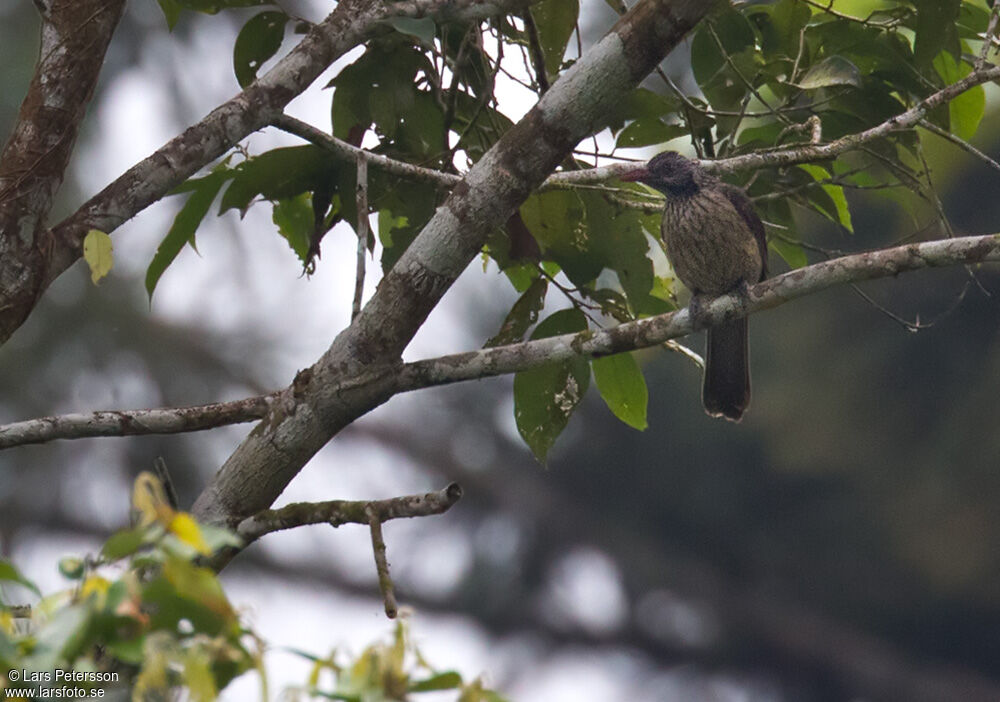 Brown Oriole