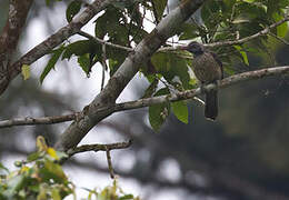 Brown Oriole