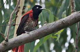 Maroon Oriole