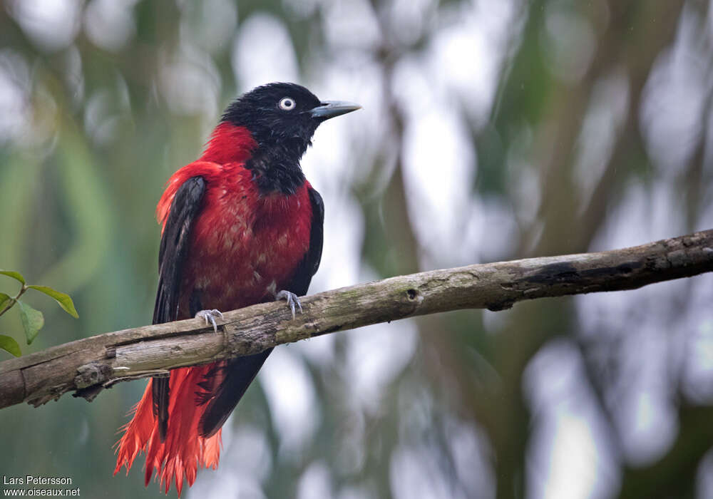 Maroon Oriole male adult