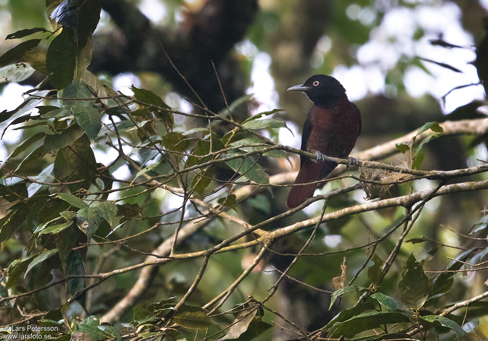 Maroon Oriole