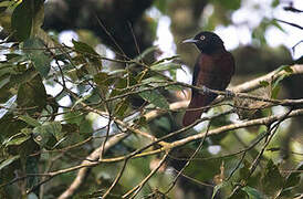 Maroon Oriole