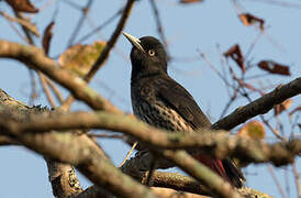 Maroon Oriole