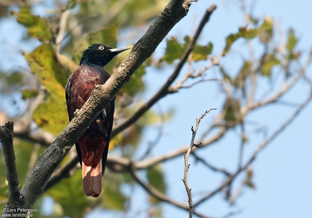 Maroon Oriole