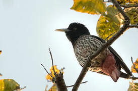 Maroon Oriole