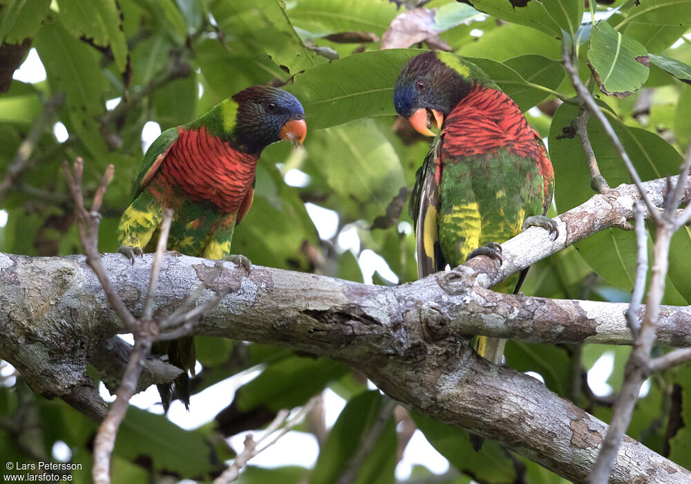 Coconut Lorikeet