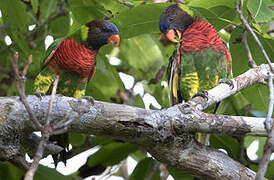 Coconut Lorikeet