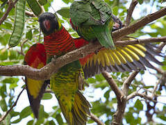 Coconut Lorikeet