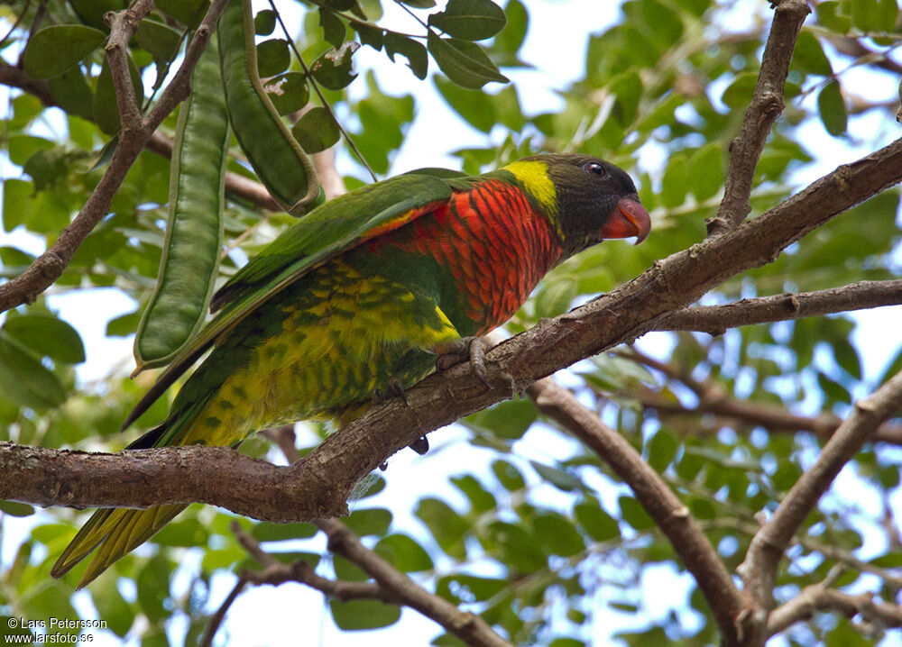 Coconut Lorikeet