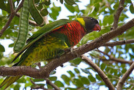 Coconut Lorikeet