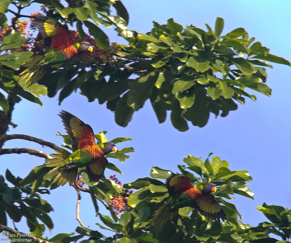 Coconut Lorikeet