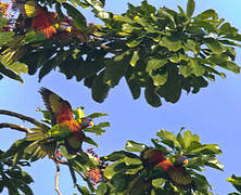 Coconut Lorikeet