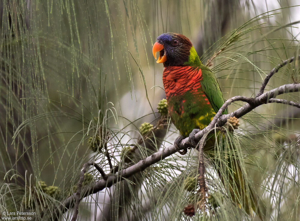 Coconut Lorikeet