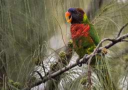 Coconut Lorikeet