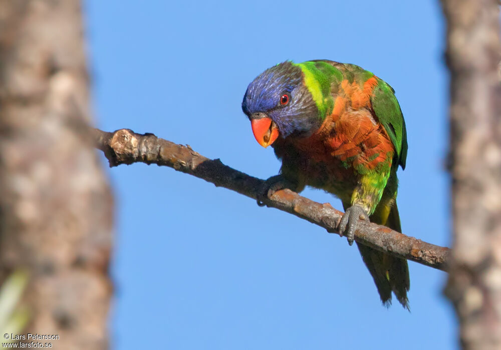 Coconut Lorikeet