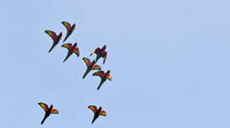 Coconut Lorikeet