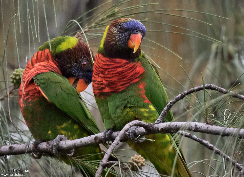 Coconut Lorikeet