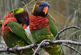 Coconut Lorikeet