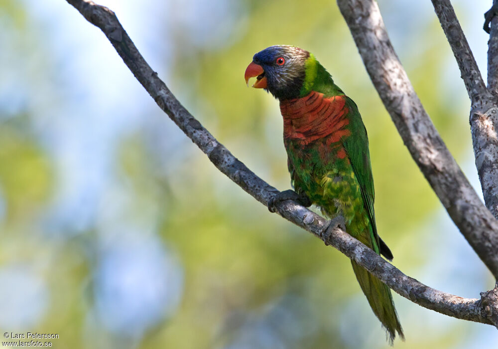 Coconut Lorikeet