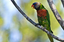 Coconut Lorikeet