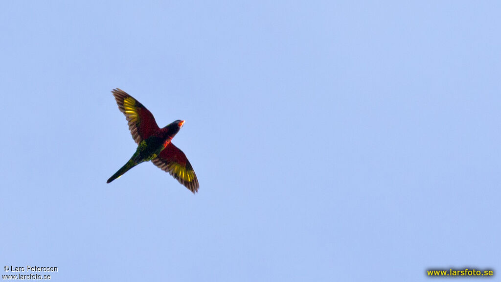 Coconut Lorikeet