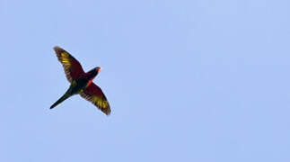 Coconut Lorikeet