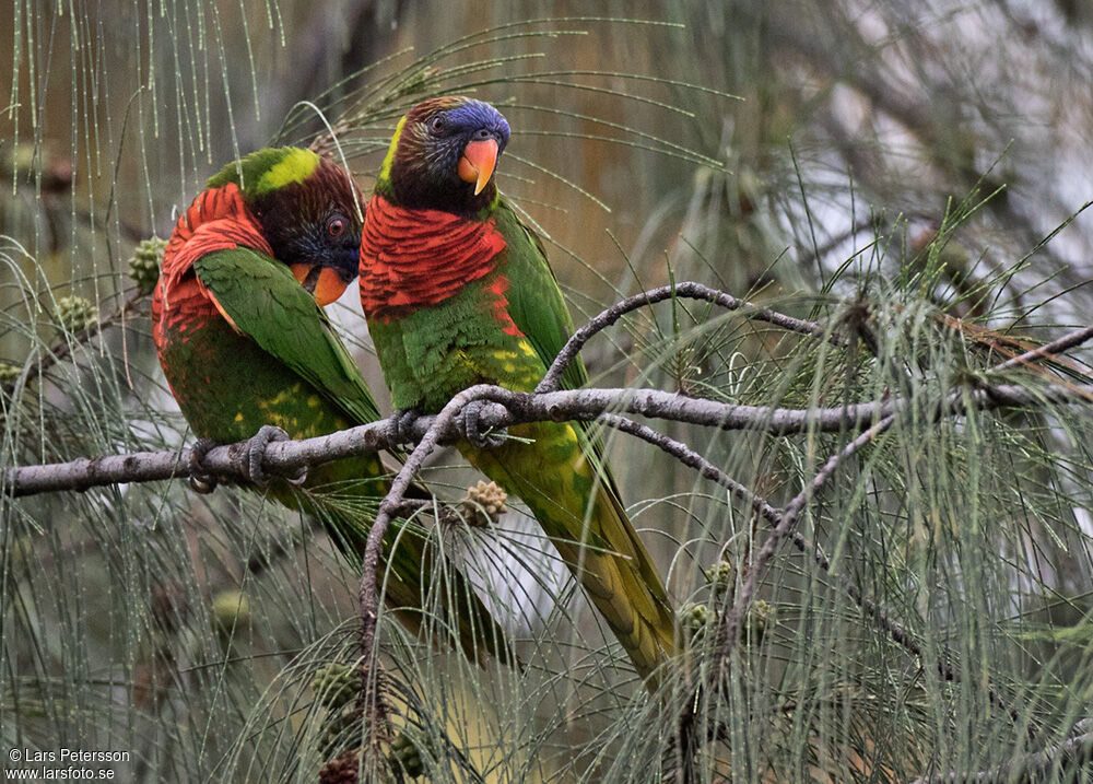 Coconut Lorikeet