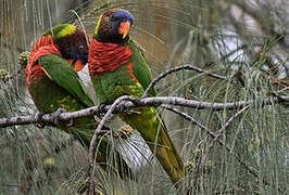 Coconut Lorikeet