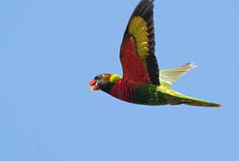 Coconut Lorikeet