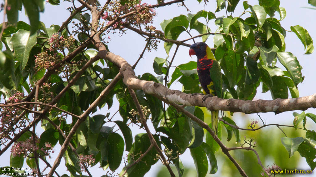 Loriquet de Biak