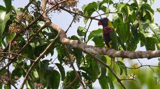 Loriquet de Biak