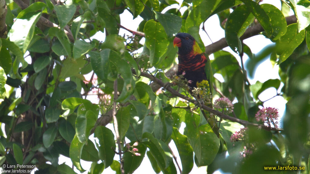 Biak Lorikeet