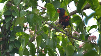 Biak Lorikeet