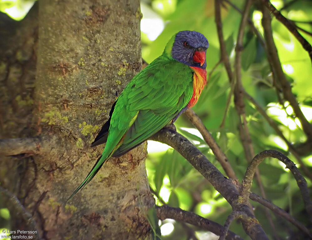 Rainbow Lorikeet