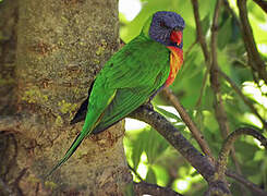 Rainbow Lorikeet