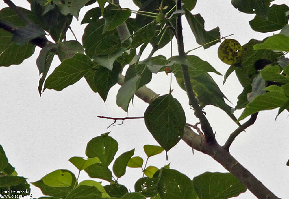 Leaf Lorikeetadult, habitat, camouflage, pigmentation