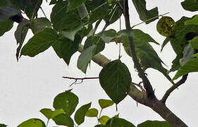 Leaf Lorikeet