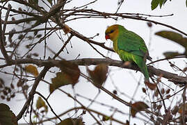 Olive-headed Lorikeet