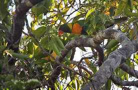 Marigold Lorikeet