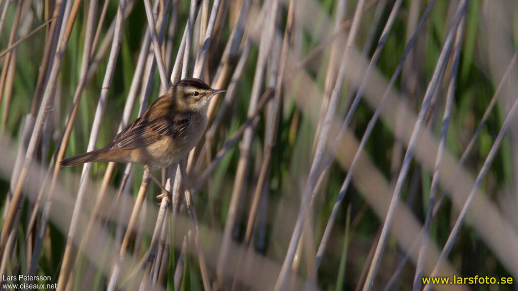 Moustached Warbleradult, identification