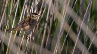 Moustached Warbler