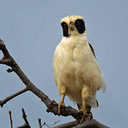 Laughing Falcon