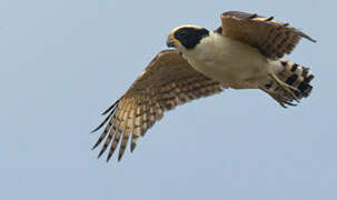 Laughing Falcon