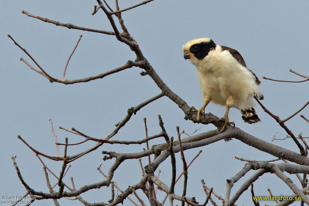 Laughing Falcon